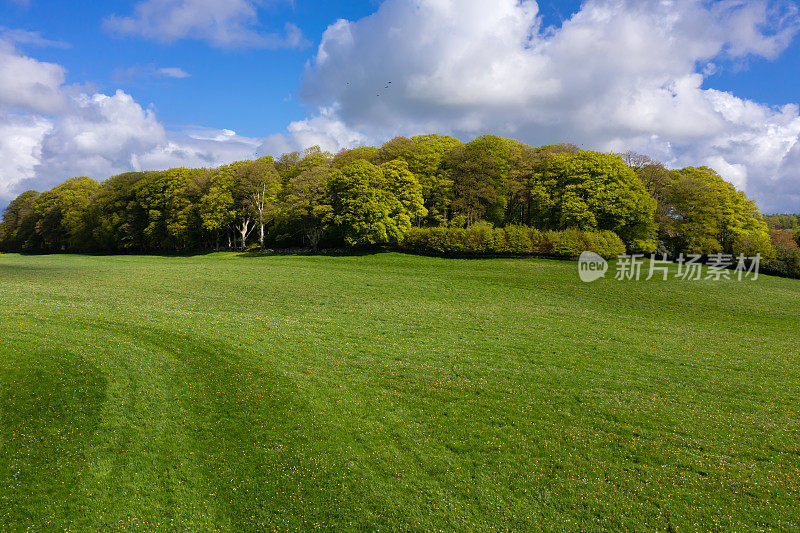 Deciduous woodland in rural Scotland